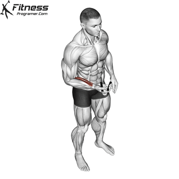 The Best Exercises To Boost Motor Skills In Adults & Athletes 11 Hand Gripper