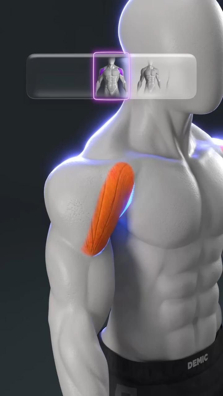 How to Build Wide Shoulders: Front, Side, and Rear Delts Complete!🛡️ Build Capped, 3D Shoulders with this C… [Video] in 2025 | Shoulder workout, Dumbbell workout, Workout videos