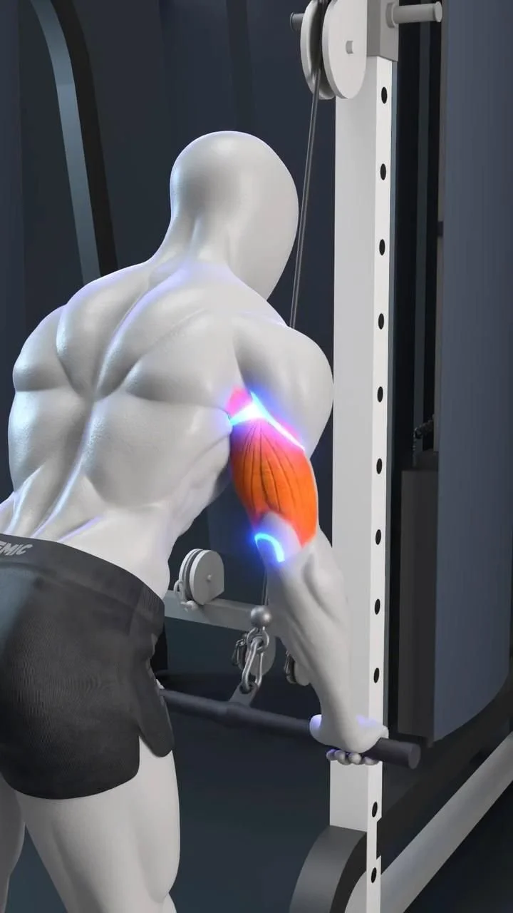 Home 6 Perfect form for triceps pushdown exercise demonstrating proper technique.